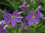 Geranium himalayense Birch Lilac1